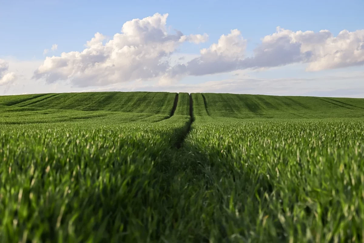 Comisia Europeană va aloca 21,5 milioane de euro ca sprijin de urgență pentru fermierii din trei state membre ale UE