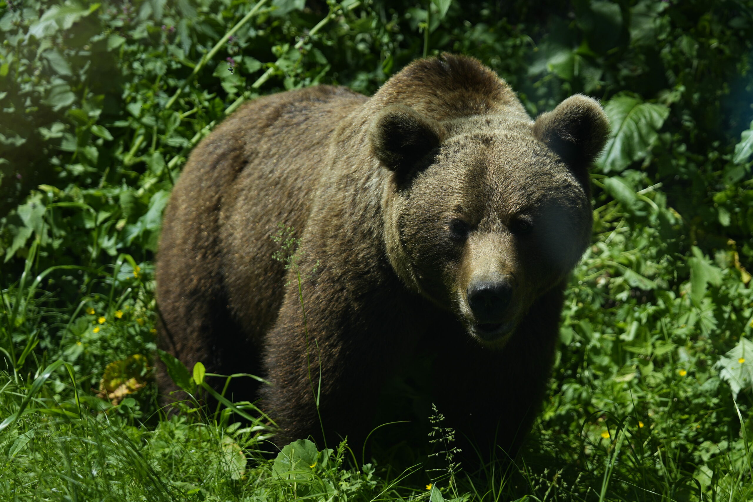 Un urs a fost semnalat într-o localitate din Maramureș. Autoritățile au emis mesaj RO-Alert