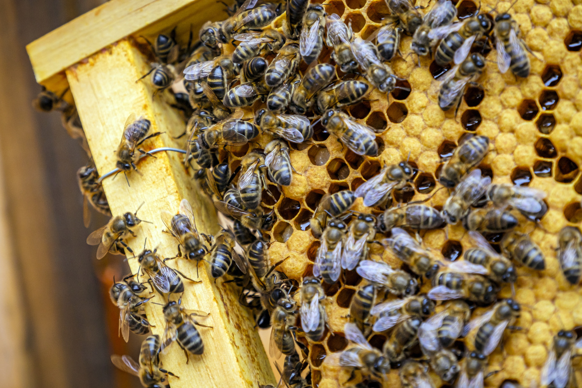 Support for beekeepers: 15 euros for each registered bee colony