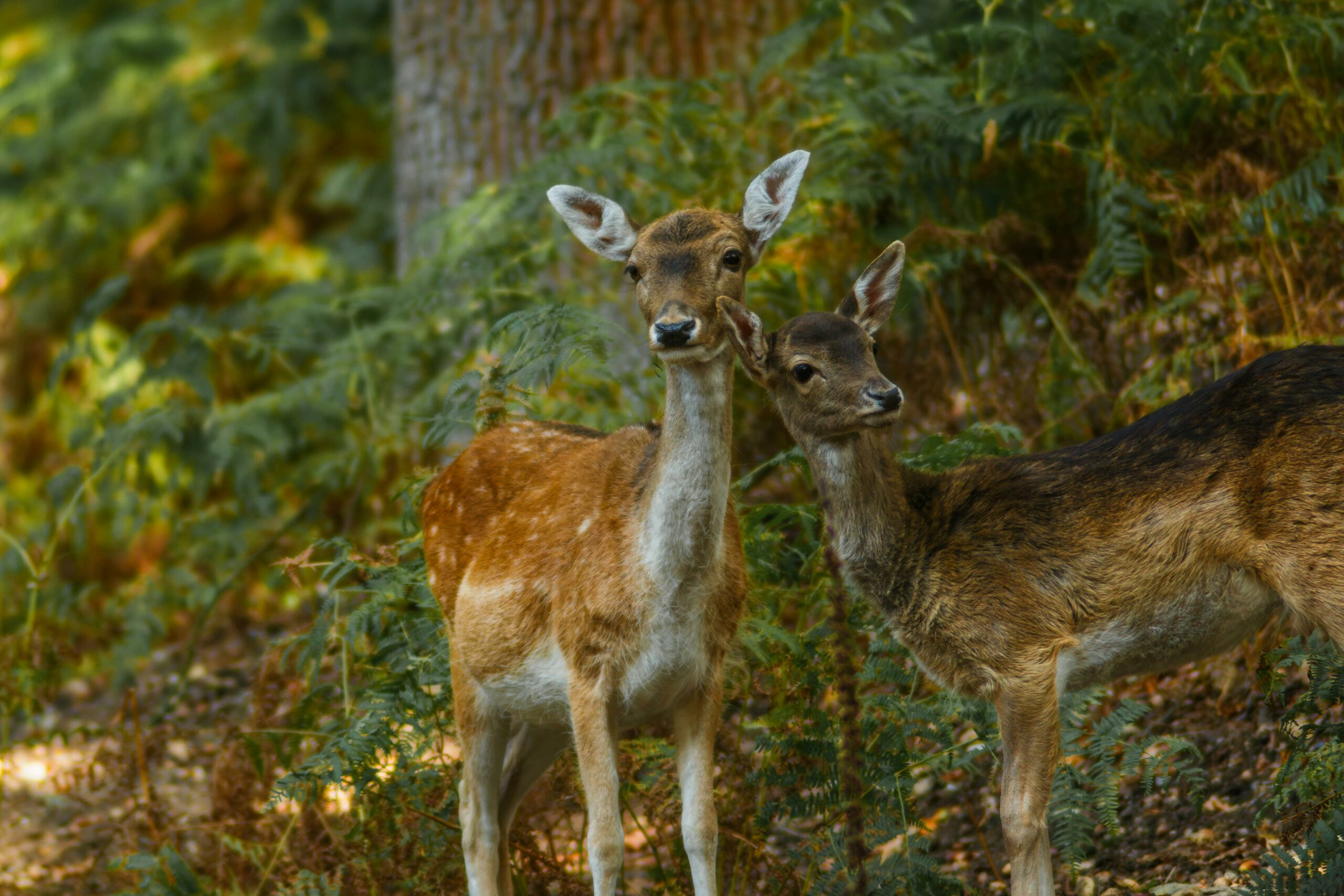 Un grup de observatori de păsări din Serbia a strâns bani pentru a cumpăra un habitat forestier. Iubitorii de natură au donat