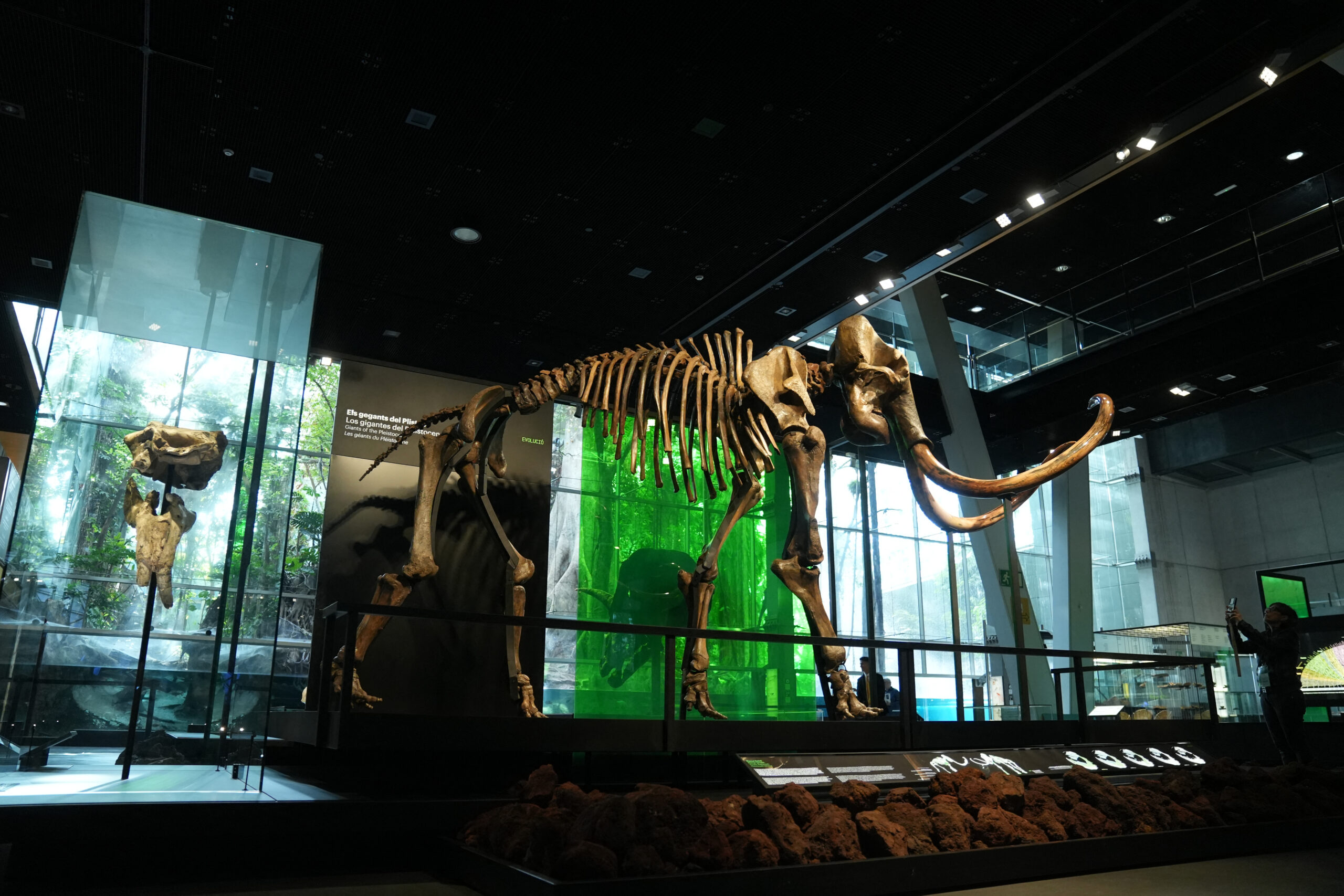 ADN de mamut lânos, descoperit în excremente fosilizate de veveriță vechi de până la 700.000 de ani