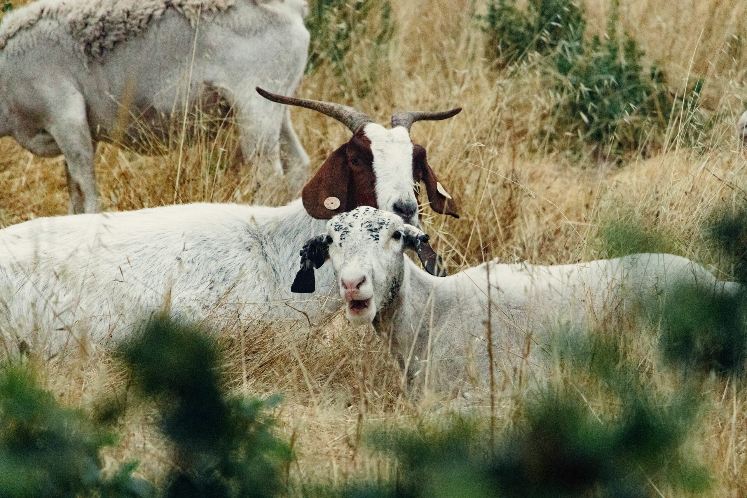 Carantină națională timp de 30 de zile pentru oi și capre. Mișcarea animalelor, suspendată