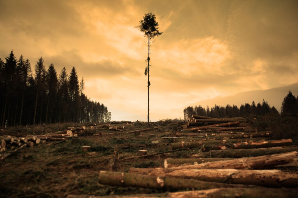 O companie globalÄ, implicatÄ Ã®n numeroase proiecte ecologice, a tÄiat ilegal peste 250.000 de copaci pentru a construi o clÄdire